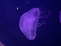 Jelly 3